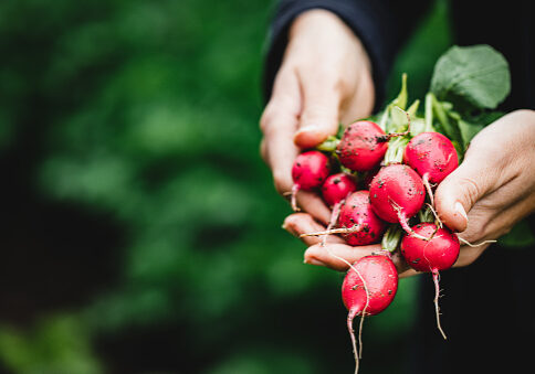 Close-up of woman hands holding radishes. Female harvesting fresh radish in farm.